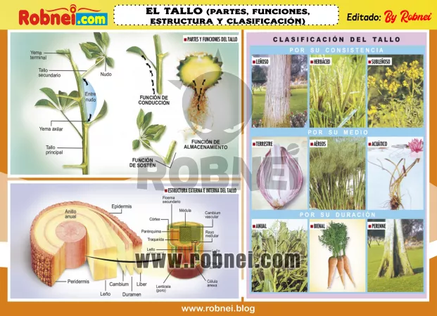 El Tallo